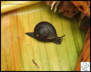 Lire la suite à propos de l’article Les petites bêtes à coquille de la Martinique