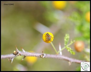 Lire la suite à propos de l’article Marathon photos sur les pollinisateurs de la Caravelle