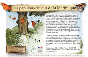 Lire la suite à propos de l’article Entrez dans le monde des papillons de la Martinique