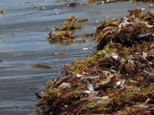 Lire la suite à propos de l’article La petite mouche des sargasses