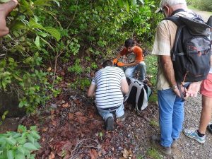 Lire la suite à propos de l’article Découverte des fourmis de la Caravelle