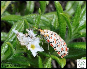 Lire la suite à propos de l’article Le papillon Utethesia pulchella de nouveau présent en Martinique