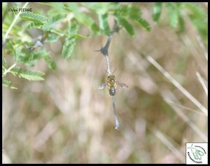 Lire la suite à propos de l’article Les abeilles des Salines