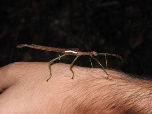 Lire la suite à propos de l’article Qui se cache dans la forêt la nuit ?