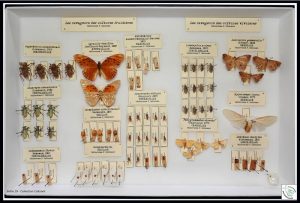 Lire la suite à propos de l’article Restauration de la collection P. Colbrant