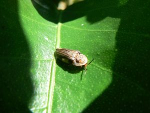 Lire la suite à propos de l’article Bèt à fé, votre guide dans le monde des insectes martiniquais